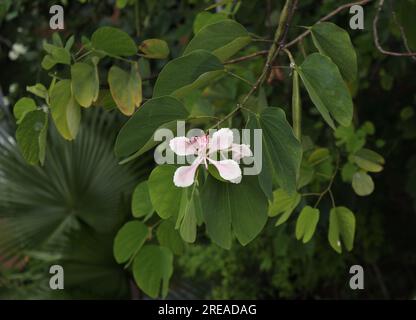 Blick aus einem hohen Winkel auf einen rosafarbenen Bauhinia-Pflanzenzweig (Bauhinia Monandra) mit einer hellrosa Blume Stockfoto