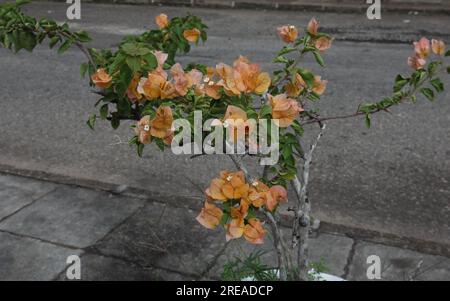 Blick auf eine Topfpflanze von Bougainvillea mit orangefarbenen Blüten befindet sich am Straßenrand Stockfoto