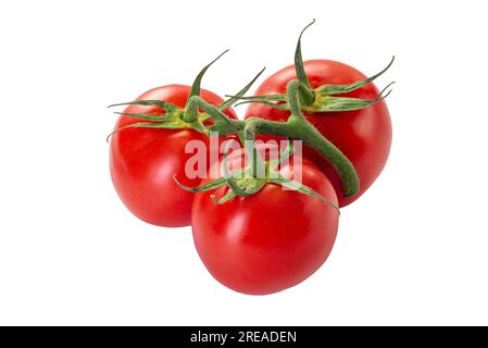 Rote Tomate auf grünem Zweig isoliert auf weiß mit Beschneidungspfad Stockfoto