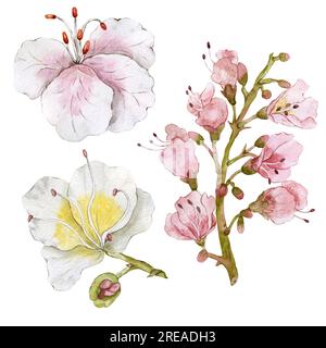 Kastanienblumen. Aquarelldarstellung. Hohe Qualität Stockfoto
