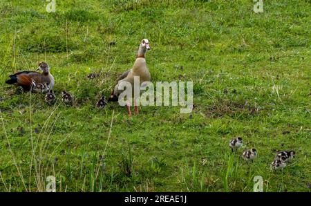 Ägyptische Gänseeltern, die sich um ihre junge Goslings-Brut im Gras kümmern Stockfoto