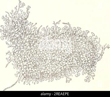 "Ökologische und systematische Untersuchungen an der Ceylon-Art Caulerpa" (1906) Stockfoto