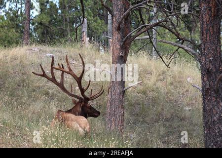 Nahaufnahme eines ausgeruhten Bullenweins in South Dakota Stockfoto