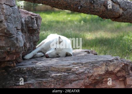 Schlafender weißer Wolf, der Sommerschlaf genießt Stockfoto