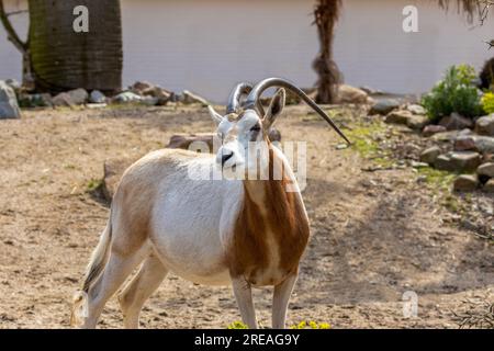 Der jetzt in freier Wildbahn ausgestorbene Oryx von Scimitar gehört hier im Amsterdamer Zoo zu einem Re-Brutprogramm Stockfoto