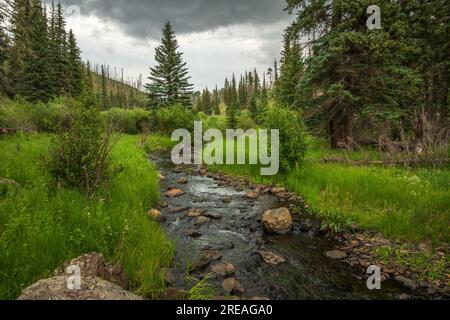 Die Westgabel des Black River wird vom Thompson Trail #629, im Juli in den White Mountains, Apache-Sitgreaves National Forests, Apache Co, angeglichen Stockfoto