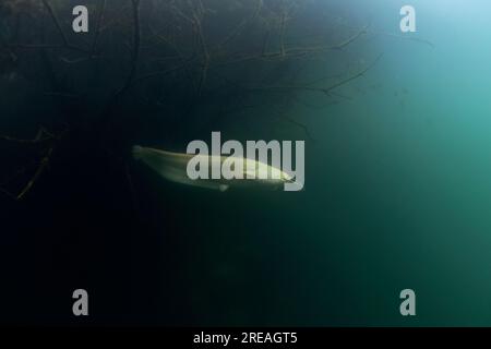 Der weiße wels versteckt sich im Buschholz unter der Oberfläche. Silurus glanis beim Tauchen im See. Europäische Fische im Naturlebensraum. Stockfoto