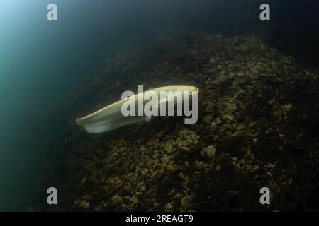 Der weiße wels schwimmt auf dem Grund. Silurus glanis beim Tauchen im See. Europäische Fische im Naturlebensraum. Stockfoto