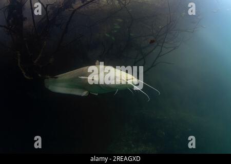 Der weiße wels versteckt sich im Buschholz unter der Oberfläche. Silurus glanis beim Tauchen im See. Europäische Fische im Naturlebensraum. Stockfoto