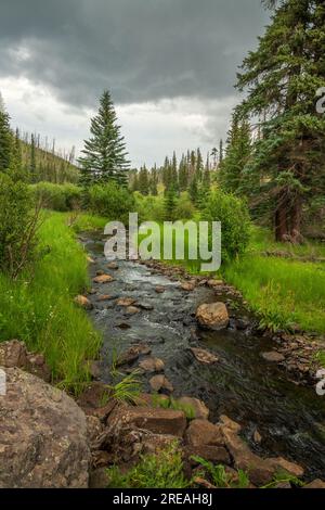 Die Westgabel des Black River wird vom Thompson Trail #629, im Juli in den White Mountains, Apache-Sitgreaves National Forests, Apache Co, angeglichen Stockfoto