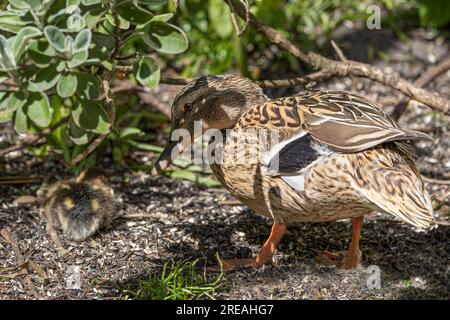 Weibliche Mallard mit Ente, Frühling, National Trust, Brownsea Island, Dorset, UK Stockfoto