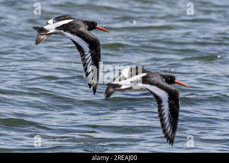 European Oystercatcher, Frühling, National Trust, Brownsea Island, Dorset, UK Stockfoto