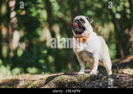 Der Hund steht auf einem Baumstamm. Pug läuft im Wald Stockfoto