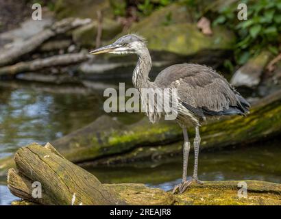 Juveniler Graureiher mit unreifem Gefieder, das auf einem Baumstamm an der Wasserseite im Sonnenschein steht Stockfoto