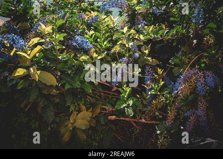 Nahaufnahme der Blüten von Petrea Volubilis im Garten. Allgemein bekannt als der violette Kranz, Königskranz, Sandpapierrebe und Nilmani Stockfoto