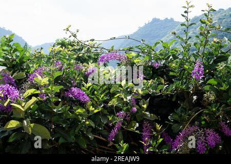 Nahaufnahme der Blüten von Petrea Volubilis im Garten. Allgemein bekannt als der violette Kranz, Königskranz, Sandpapierrebe und Nilmani Stockfoto