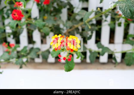 Rote und gelbe Lantana-Pflanze in Blüte. Stockfoto