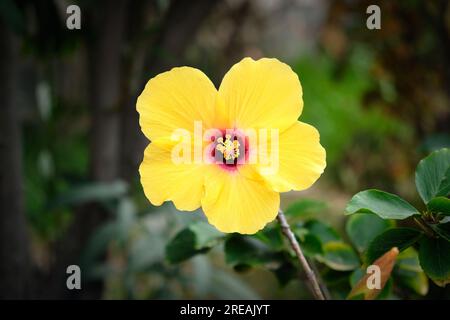 Leuchtend gelbe Hibiskusblüte, im Rahmen zentriert, isoliert, mit Fokus auf dem Pistil. Stockfoto