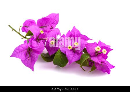 Bougainvillea Blumen auf weißem Hintergrund Stockfoto