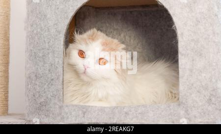 Flauschige Calico-Katze, die auf grauen Hintergrund in die Kamera schaut, Vorderansicht. Süße junge, kurzhaarige weiße Katze, die im grauen Katzenhaus sitzt, mit Kopierraum. Weiß Stockfoto