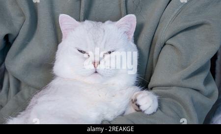 Flauschige Katze, die auf grünem Hintergrund in die Kamera schaut, Vorderansicht. Süße junge, kurzhaarige, weiße Katze, die in den Händen sitzt und einen Kopierbereich hat. Mit dem Kätzchen ausziehen Stockfoto