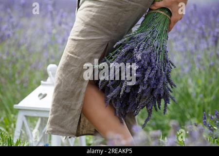 Nahaufnahme eines großen Straußes aus Lavendelblumen in der Hand eines Mädchens vor dem Hintergrund eines Lavendelfeldes. Stockfoto