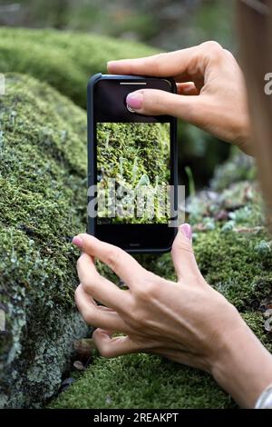 Das Mädchen fotografiert die Natur, Moosblumen im Wald auf einem Handy, Nahaufnahme. Das Konzept des Lebensstils, Hobby. Stockfoto