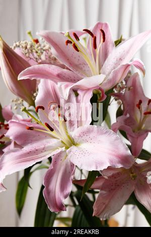 Strauß rosa Lilien auf weißem Hintergrund Nahaufnahme. Lily Flowers als Hintergrund. Stockfoto