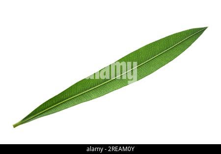 Grünes Oleander-Blatt isoliert auf weißem Hintergrund Stockfoto