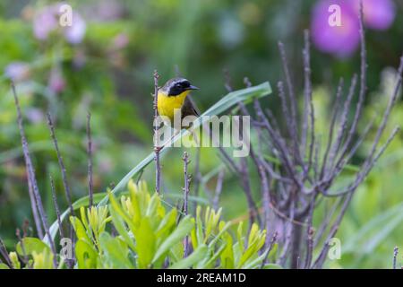 Männlicher Gelbhals (Geothlypis trichas) im Sommer Stockfoto