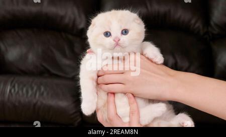 Hände halten flauschige, cremefarbene Katze, die auf braunen Hintergrund in die Kamera schaut, Vorderansicht, Platz für Text. Süße, junge, weiße Katze mit blauen Augen Stockfoto