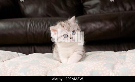 Flauschig weiß und Kätzchen, die auf braunen Hintergrund auf die Kamera schaut, Vorderansicht, Platz für Text. Süße, junge, verkürzte Katze mit blauen Augen Stockfoto