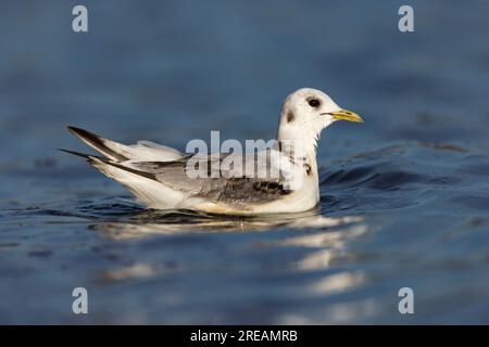 Schwarzbein-Kitiwake Rissa tridactyla, erster Sommer auf Wasser, Cheddar Reservoir, Somerset, Großbritannien, April Stockfoto