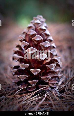 Ein grosser Kegel der schwarzen Kiefer (Pinus canariensis). Stockfoto