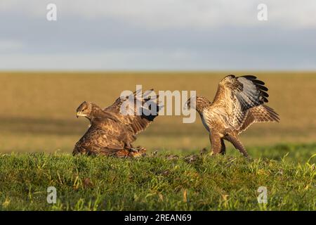 Bussard Buteo buteo, Berwick Bassett, Wiltshire, Vereinigtes Königreich, Januar Stockfoto