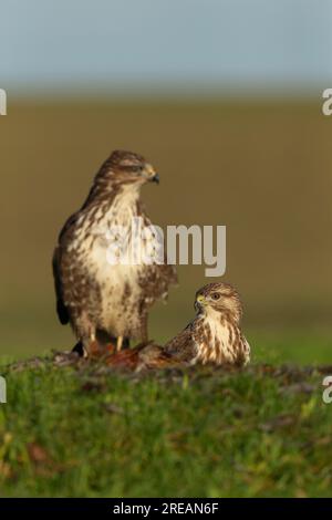 Bussard Buteo buteo, Berwick Bassett, Wiltshire, Vereinigtes Königreich, Januar Stockfoto