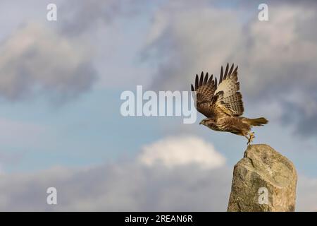 Bussard Buteo buteo, Abflug von der Post, Berwick Bassett, Wiltshire, Großbritannien, Januar Stockfoto