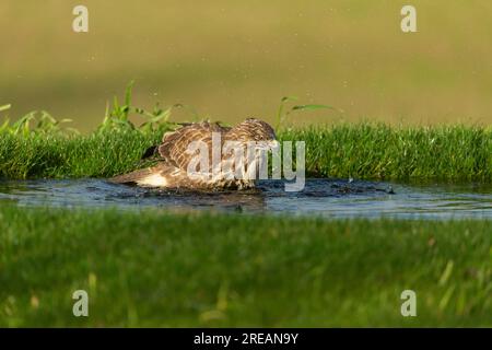 Bussard Buteo buteo, Baden, Berwick Bassett, Wiltshire, Vereinigtes Königreich, Januar Stockfoto