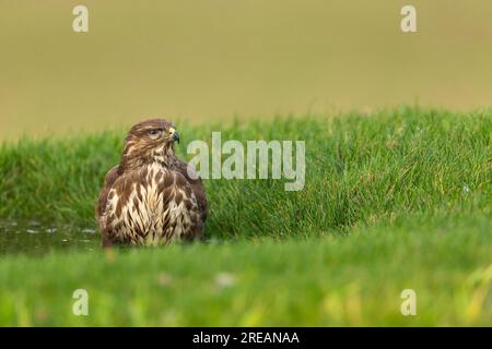 Bussard Buteo buteo, Baden, Berwick Bassett, Wiltshire, Vereinigtes Königreich, Januar Stockfoto