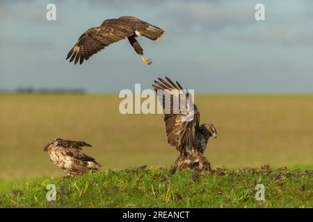 Bussard Buteo buteo, Fighting over Food, Berwick Bassett, Wiltshire, Vereinigtes Königreich, Januar Stockfoto