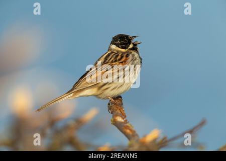 Common Reed Bunting Emberiza schoeniclus, adulter männlicher Gesang, Frampton Marsh, Lincolnshire, Vereinigtes Königreich, März Stockfoto