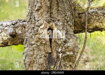RotStart Phoenicurus phoenicurus, männlicher Erwachsener am Nestplatz, Loch an Eilein, Highland, Schottland, Vereinigtes Königreich, Juni Stockfoto