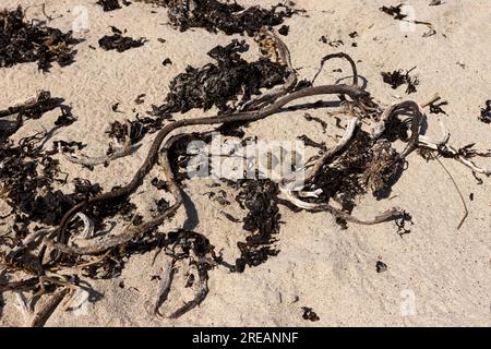 Gelbkopfpfeifer Charadrius hiaticula, Nest mit vier Eiern am Sandstrand, Iona, Argyll & Bute, Schottland, Vereinigtes Königreich, Juni Stockfoto