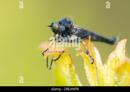 Neoitamus Orphne ist eine Art von Räuberfliegen in der Familie der Asilidae Stockfoto