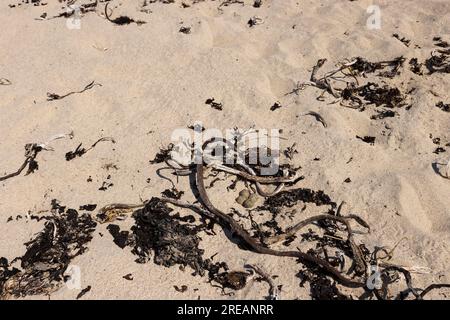 Gelbkopfpfeifer Charadrius hiaticula, Nest mit vier Eiern am Sandstrand, Iona, Argyll & Bute, Schottland, Vereinigtes Königreich, Juni Stockfoto