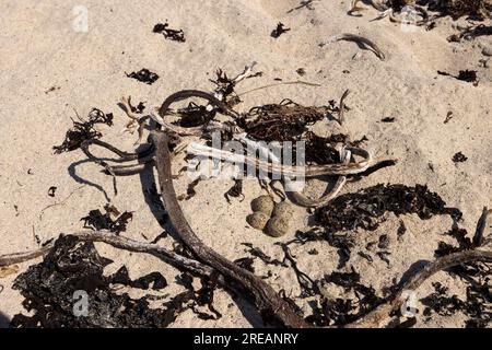 Gelbkopfpfeifer Charadrius hiaticula, Nest mit vier Eiern am Sandstrand, Iona, Argyll & Bute, Schottland, Vereinigtes Königreich, Juni Stockfoto