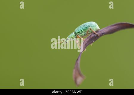 Polydrusus formosus der grüne Immigrantenblatt-Weevil Stockfoto