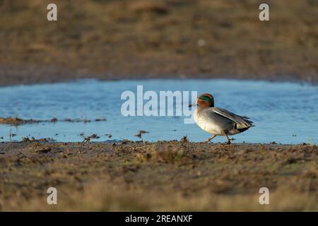 Eurasian Teal Anas crecca, männlicher Erwachsener, der in der flachen Lagune wandert, Frampton Marsh, Lincolnshire, Großbritannien, März Stockfoto