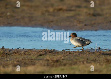 Eurasian Teal Anas crecca, männlicher Erwachsener, der in der flachen Lagune wandert, Frampton Marsh, Lincolnshire, Großbritannien, März Stockfoto