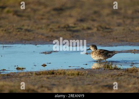 Eurasian Teal Anas crecca, Erwachsene Frau, die in flacher Lagune wandert, Frampton Marsh, Lincolnshire, Großbritannien, März Stockfoto